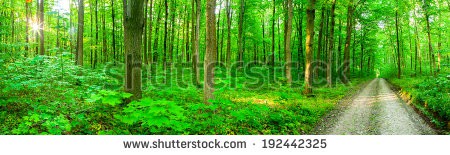 Stock-photo-panorama-forest-trees-nature-green-wood-sunlight-backgrounds-192442325.jpg