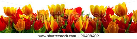 Stock-photo-panorama-of-tulips-26408402.jpg