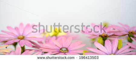 Stock-photo-pink-and-saisies-panorama-196413503.jpg