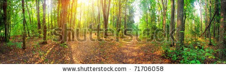 Stock-photo-panorama-of-a-mixed-forest-at-summer-sunny-day-71706058.jpg