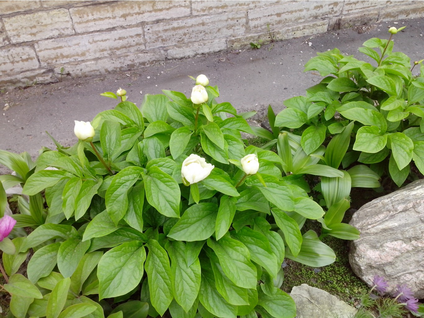 IMG 20150517 141817.jpg