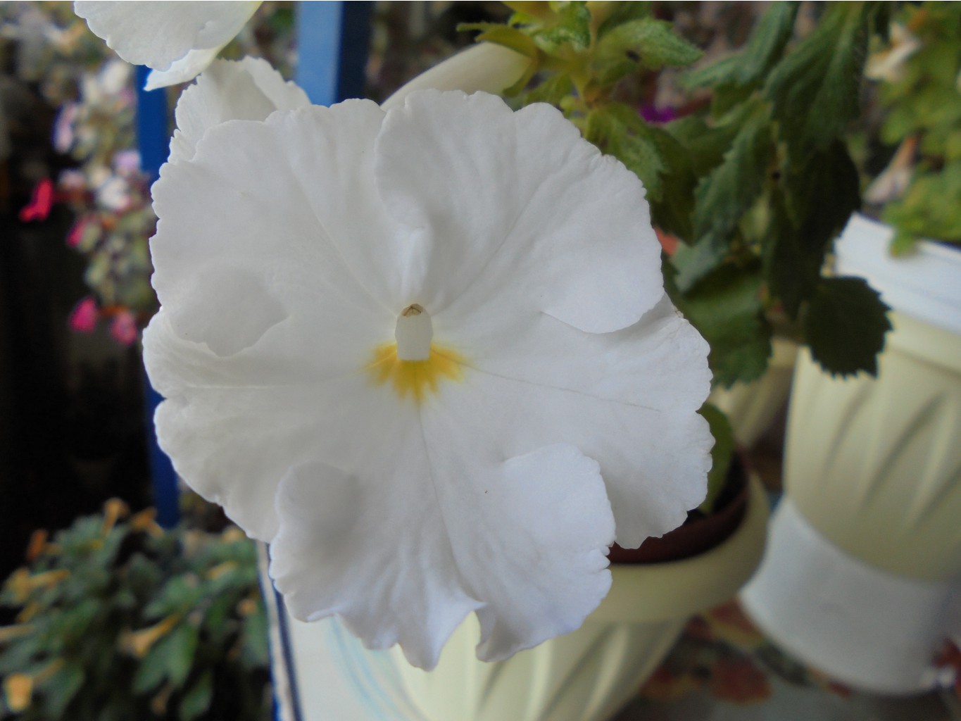 DSC01522.JPG