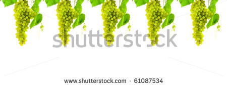 Stock-photo-bunch-of-grapes-isolated-on-a-white-background-61087534.jpg