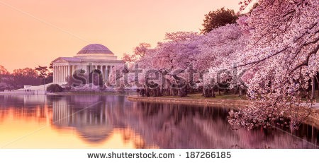 Stock-photo-the-jefferson-memorial-during-the-cherry-blossom-festival-washington-dc-187266185.jpg