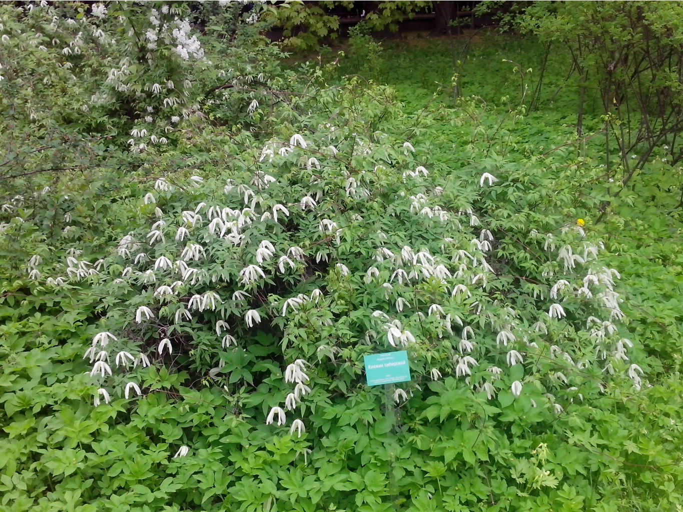 IMG 20150517 133008.jpg
