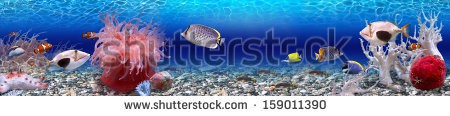 Stock-photo-underwater-world-panorama-159011390.jpg