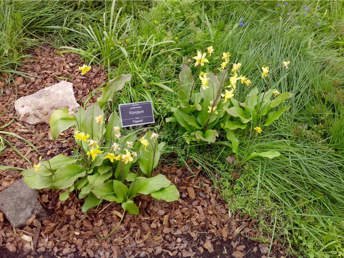 IMG 20150517 141324.jpg