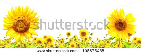 Stock-photo-yellow-sunflowers-isolated-over-white-108875438.jpg
