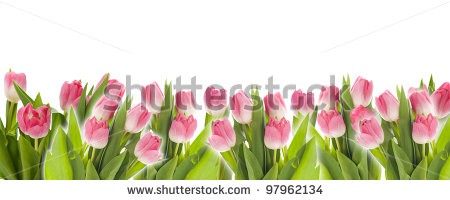 Stock-photo-colorful-tulip-panorama-isolated-on-white-97962134.jpg