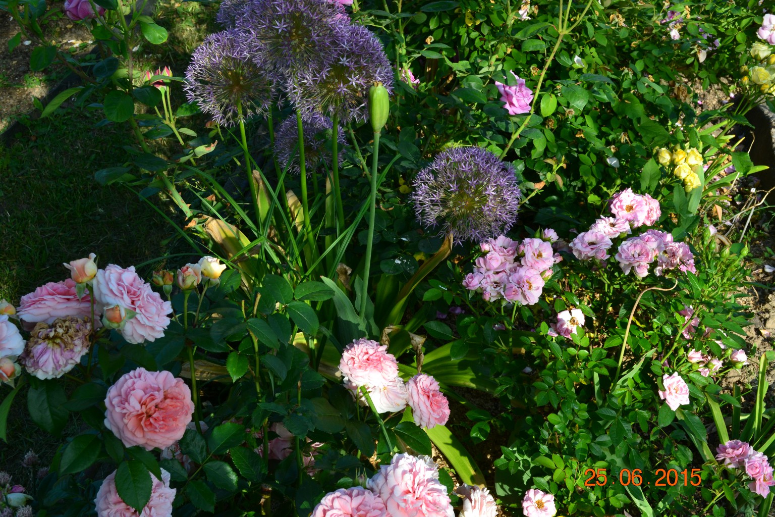 DSC 0870.JPG