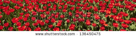 Stock-photo-panorama-of-red-tulips-136450475.jpg