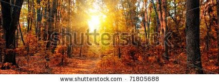 Stock-photo-panorama-of-a-mixed-forest-at-autumn-sunny-day-71805688.jpg