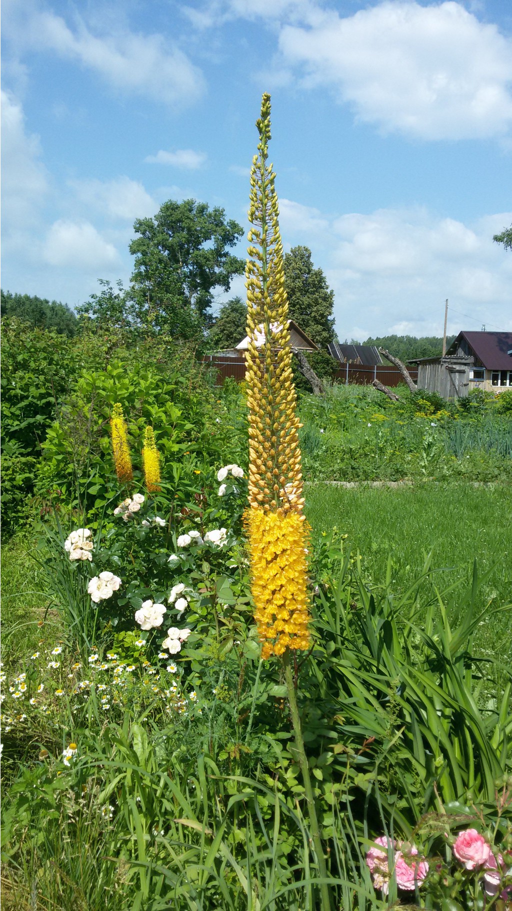 ,  (Eremurus)   2015.07.04 100531.jpg