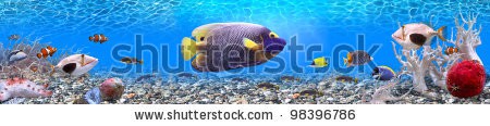 Stock-photo-underwater-world-panorama-98396786.jpg