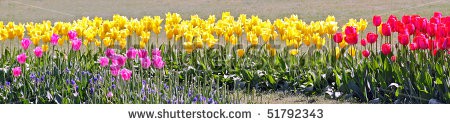 Stock-photo-colorful-tulip-garden-51792343.jpg