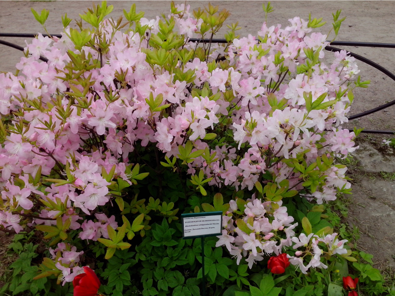 IMG 20150517 140316.jpg