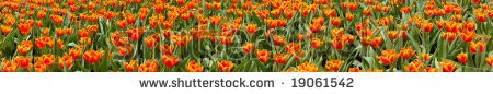 Stock-photo-panorama-view-of-orange-tulips-19061542.jpg