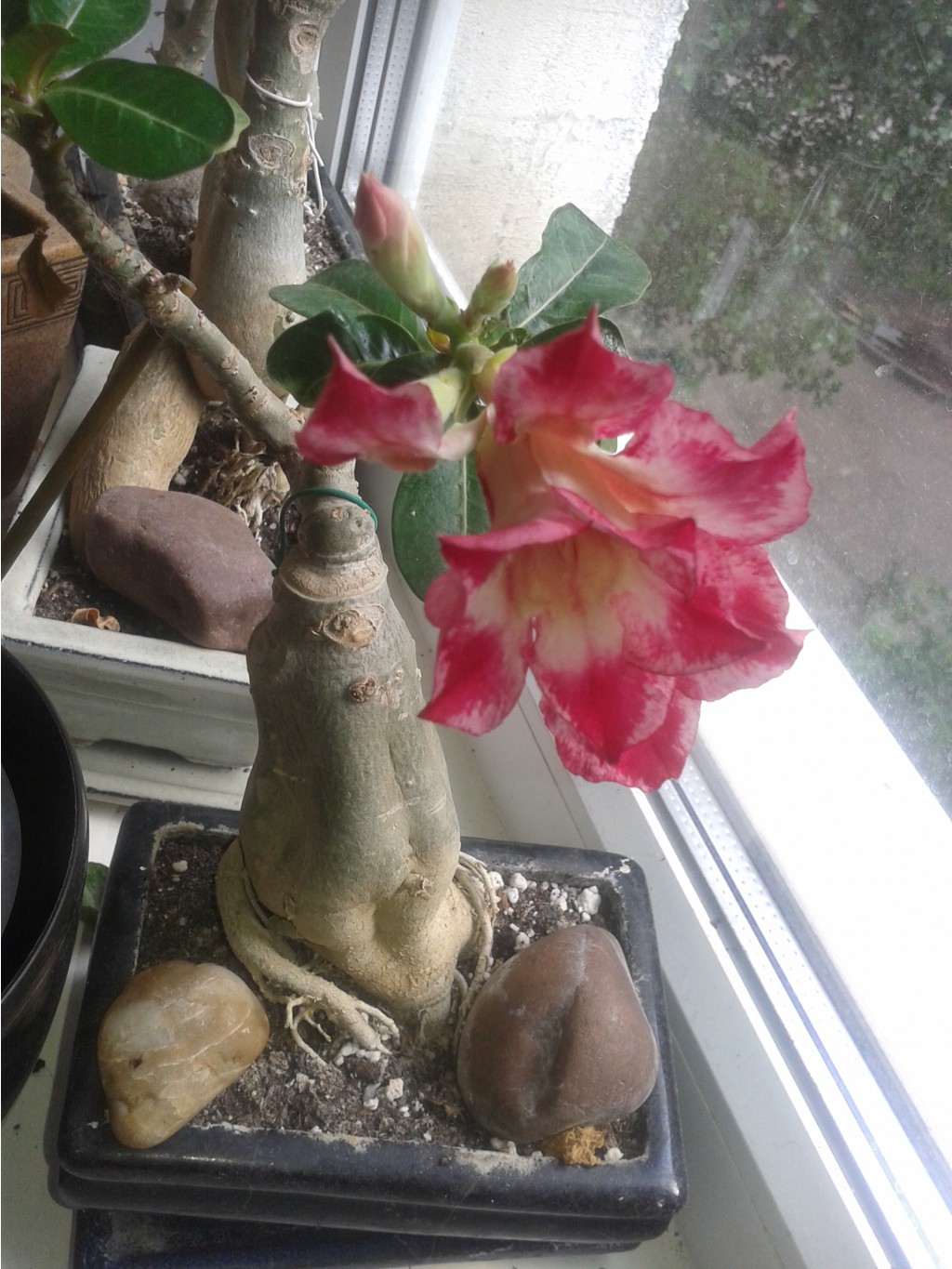 2015-07-01 08.12.46.jpg