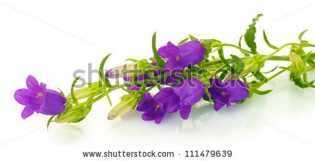 Stock-photo-blue-bell-flowers-isolated-on-white-111479639.jpg