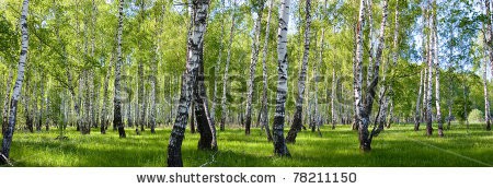 Stock-photo-summer-birch-forest-landscape-panorama-78211150.jpg