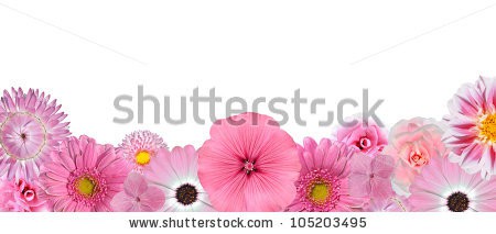 Stock-photo-selection-of-various-pink-white-flowers-at-bottom-row-isolated-on-white-background-selection-of-105203495.jpg