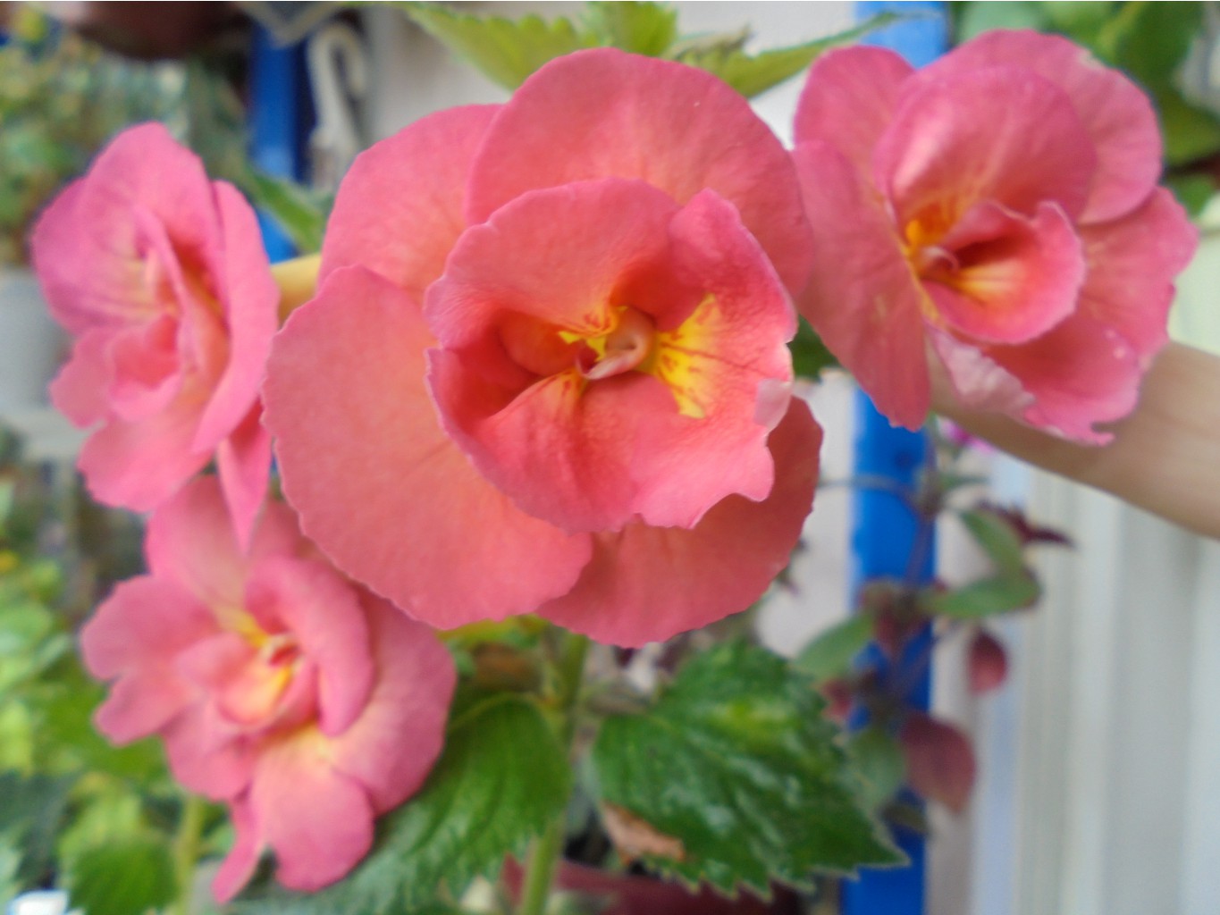 DSC01225.JPG