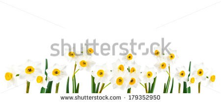 Stock-photo-white-flowers-on-white-background-isolated-daffodil-panorama-179352950.jpg