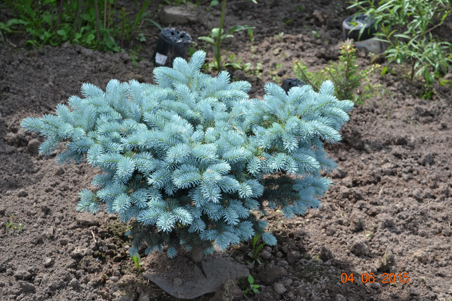 DSC 0537.JPG