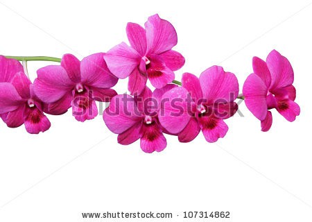 Stock-photo-orchid-isolated-on-white-background-107314862.jpg