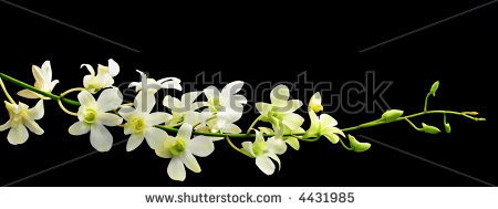 Stock-photo-white-orchid-spray-with-black-background-horizontal-crop-4431985.jpg