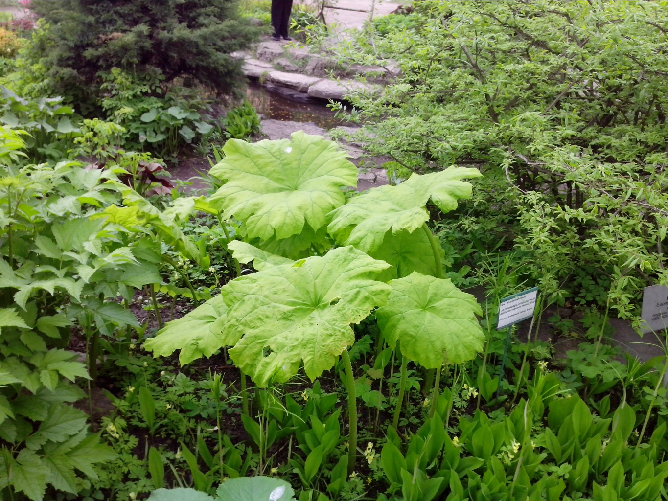 IMG 20150517 141451.jpg