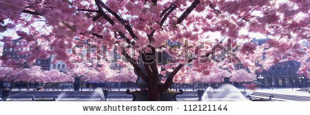 Stock-photo-cherry-tree-and-fountain-scenic-panorama-112121144.jpg