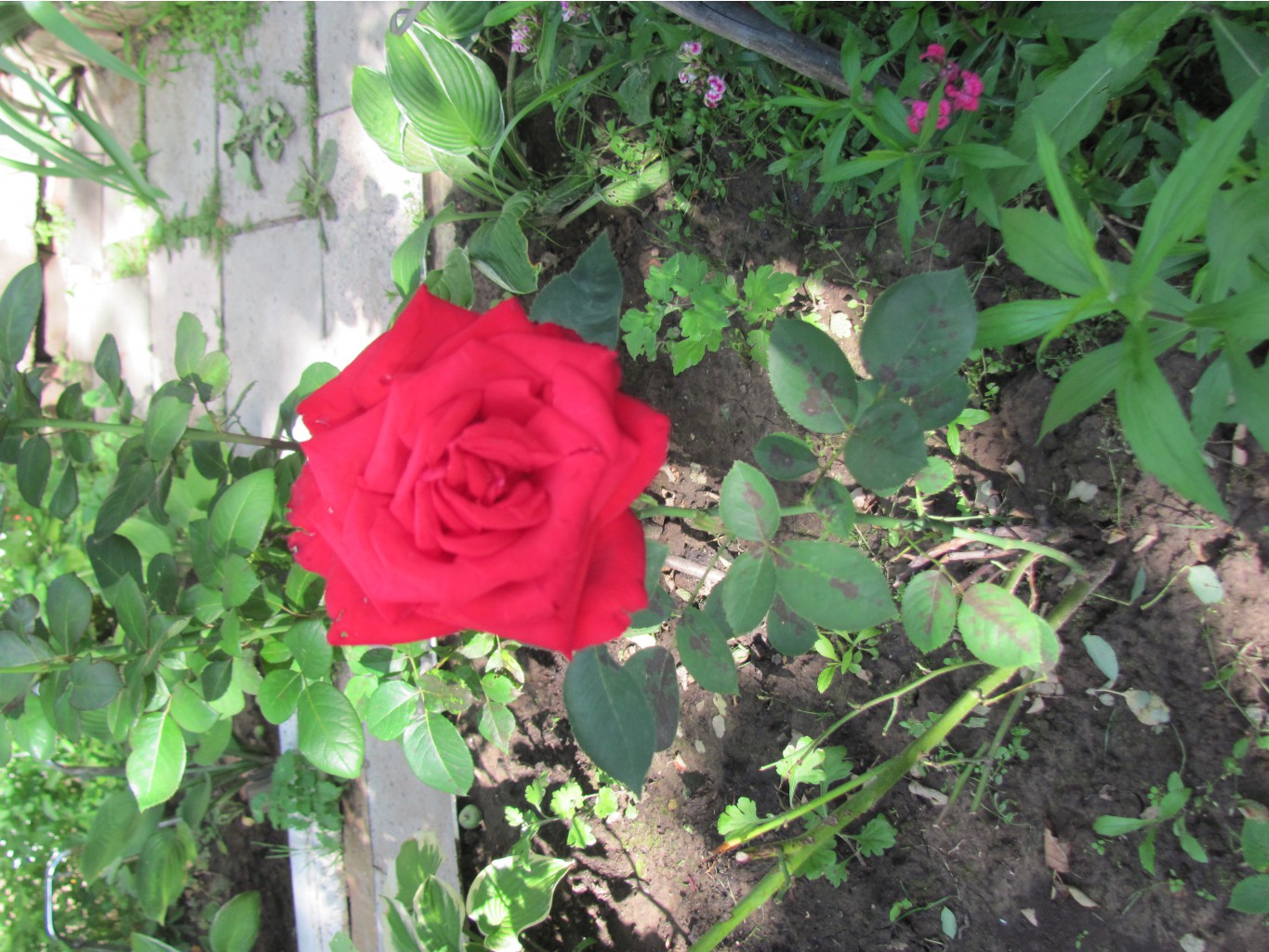 IMG 4308.JPG