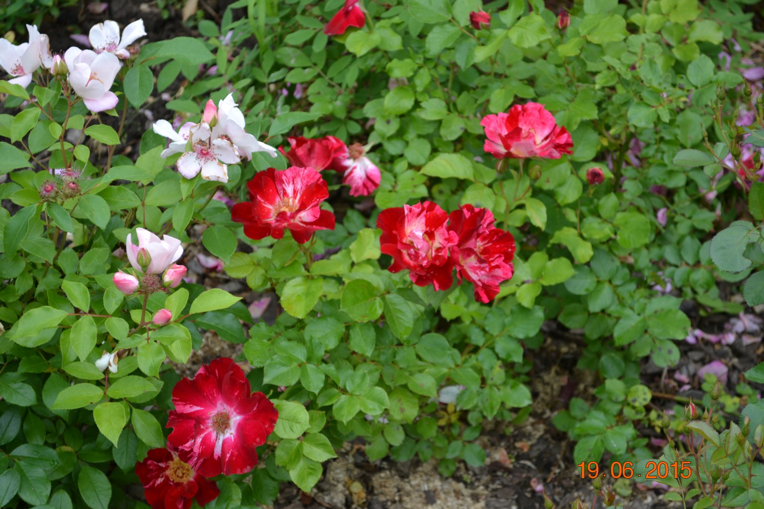 DSC 0696.JPG