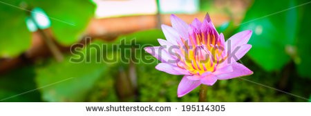 Stock-photo-lotus-flower-on-the-water-195114305.jpg