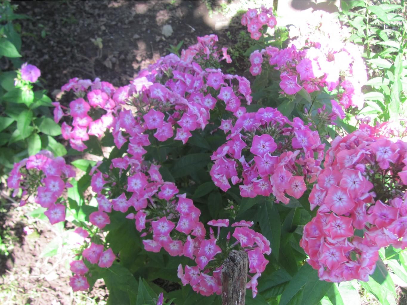 IMG 4364.JPG