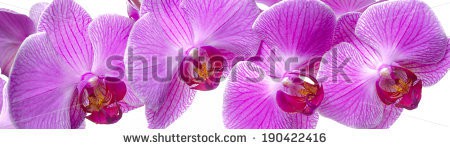 Stock-photo-panorama-of-orchid-flower-190422416.jpg