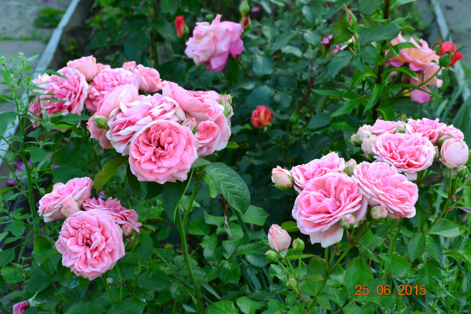 DSC 0866.JPG