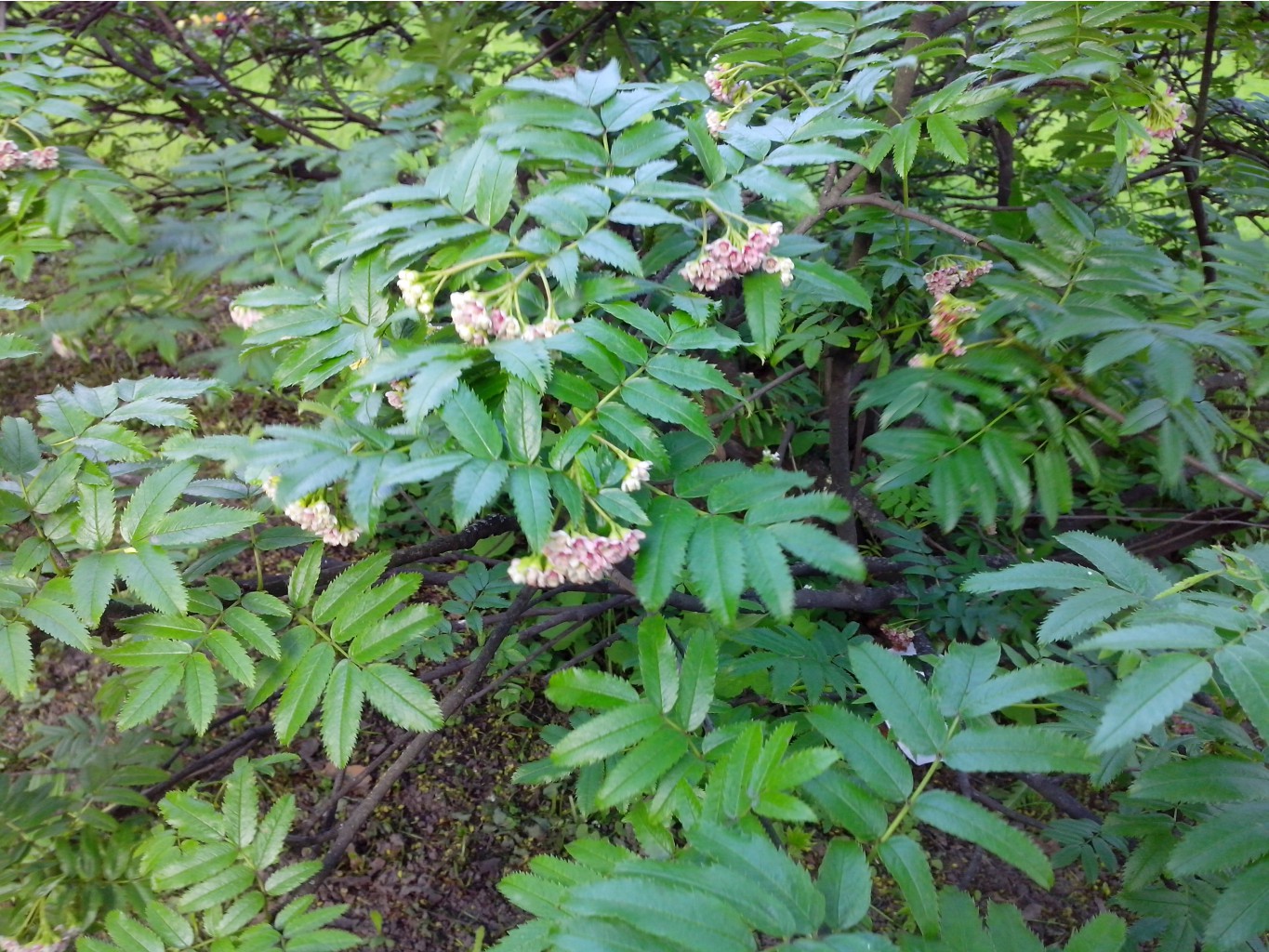 IMG 20150524 191711.jpg