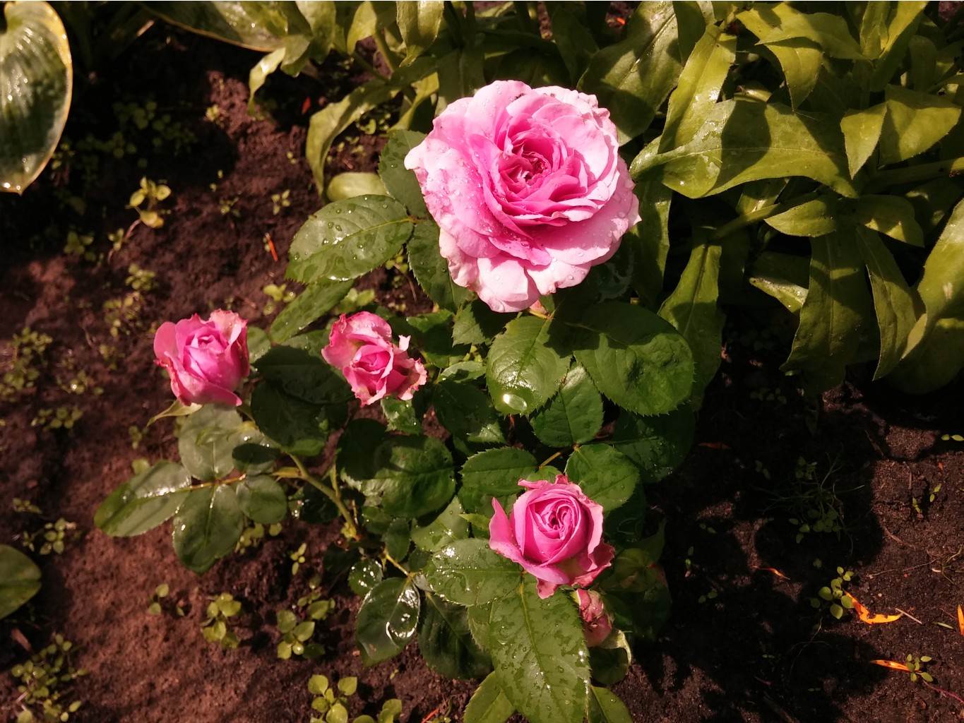 IMG 20150708 113145.jpg