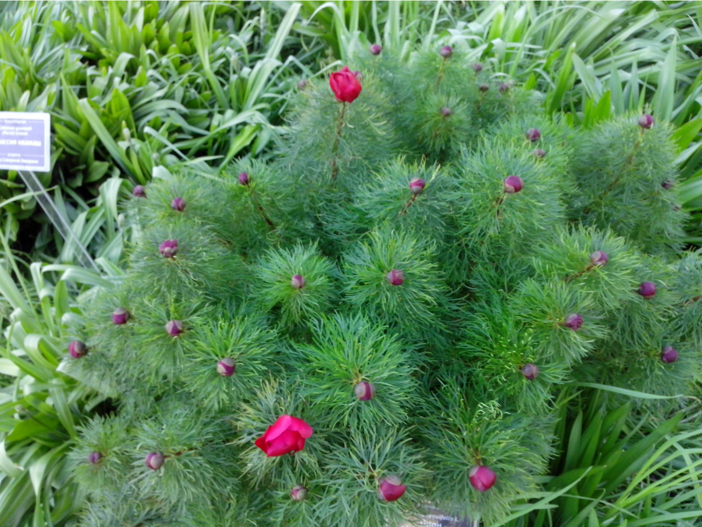 IMG 20150524 190203.jpg