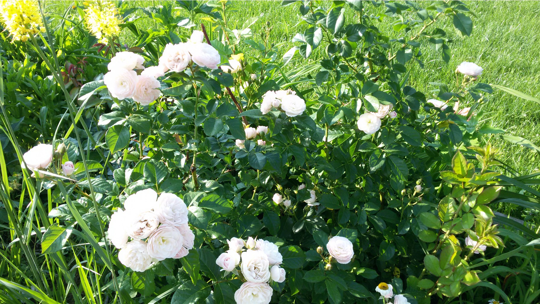  Bouquet Parfait (Lens, 1997, ) 2015