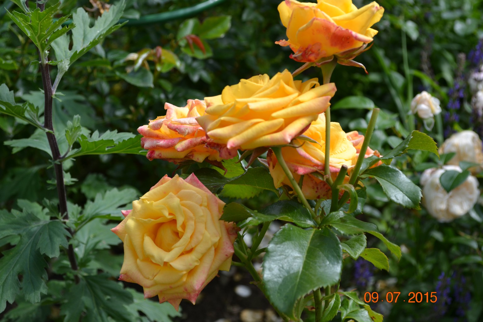 DSC 0200.JPG