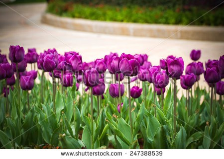 Stock-photo-purple-tulips-in-bloom-with-park-footpath-spring-floral-background-247388539 (1).jpg