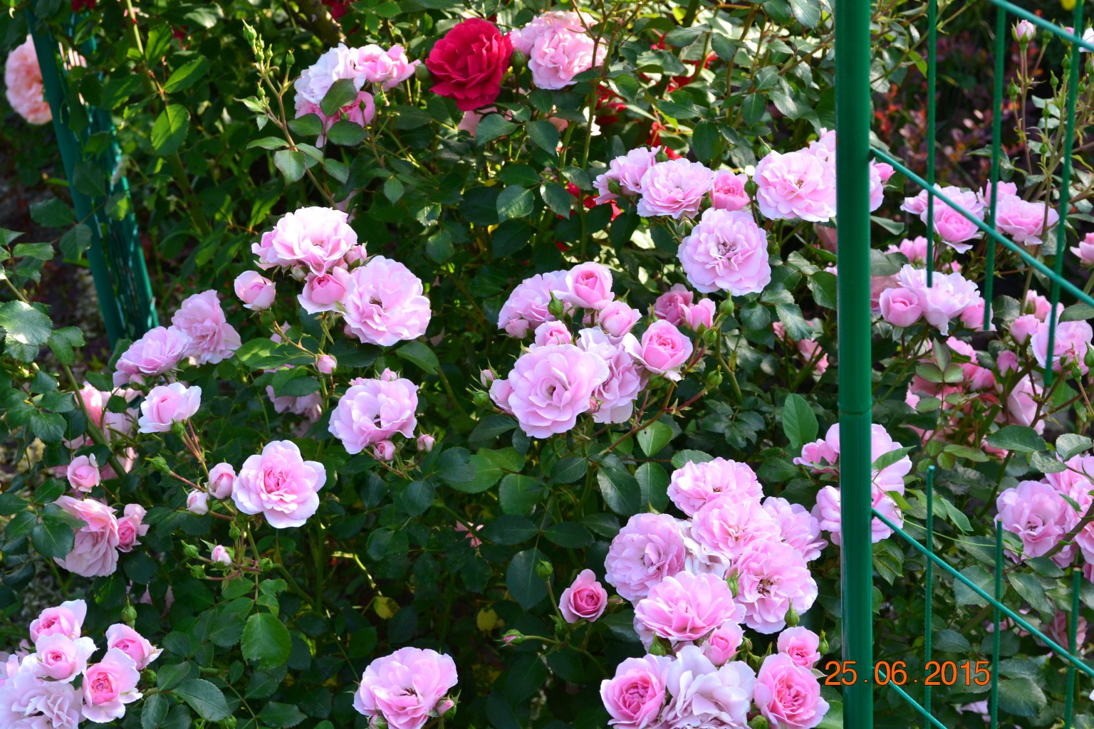 DSC 0879.JPG