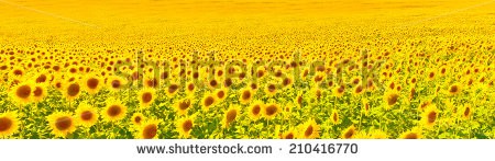 Stock-photo-sunflower-field-210416770.jpg