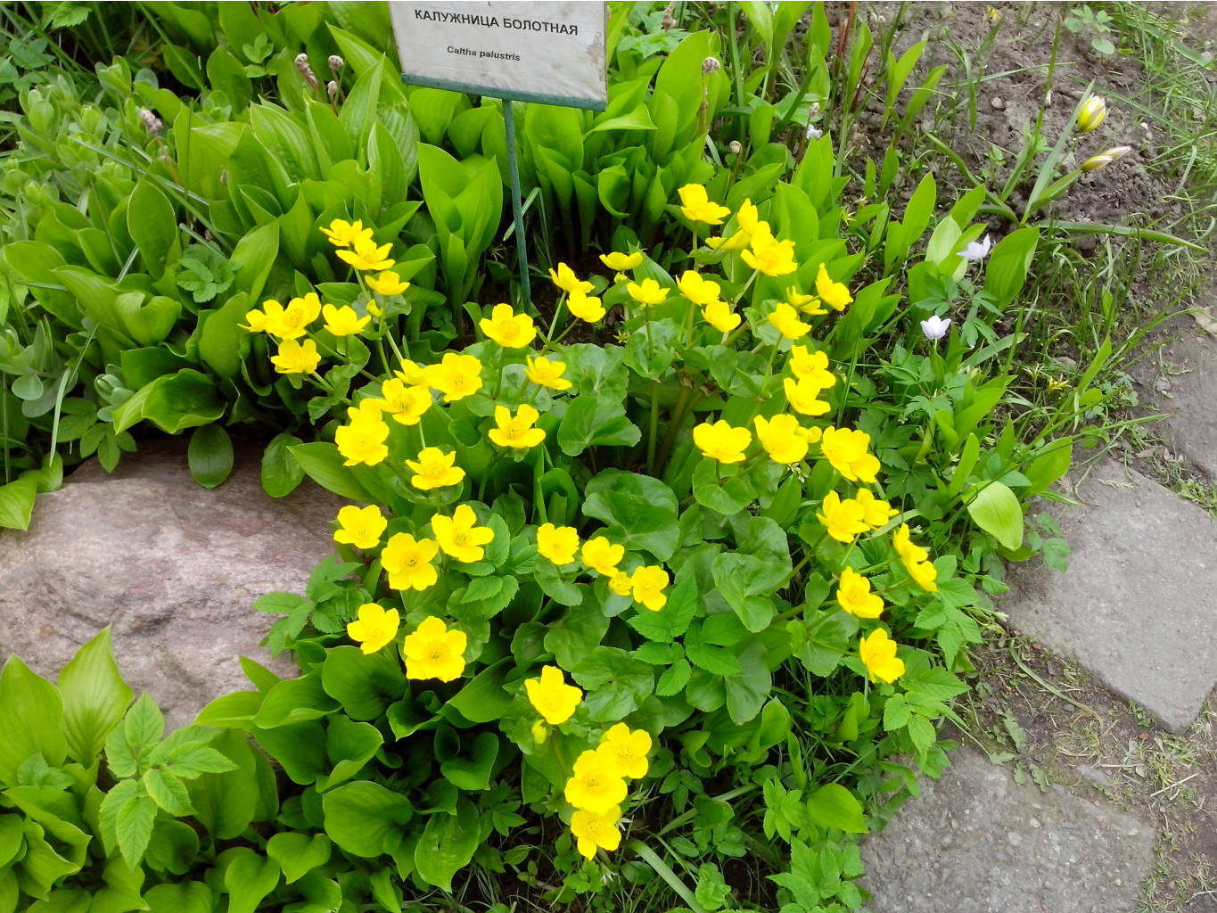 IMG 20150517 140125.jpg
