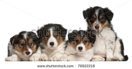 Stock-photo-border-collie-puppies-weeks-old-in-front-of-white-background-79922218.jpg