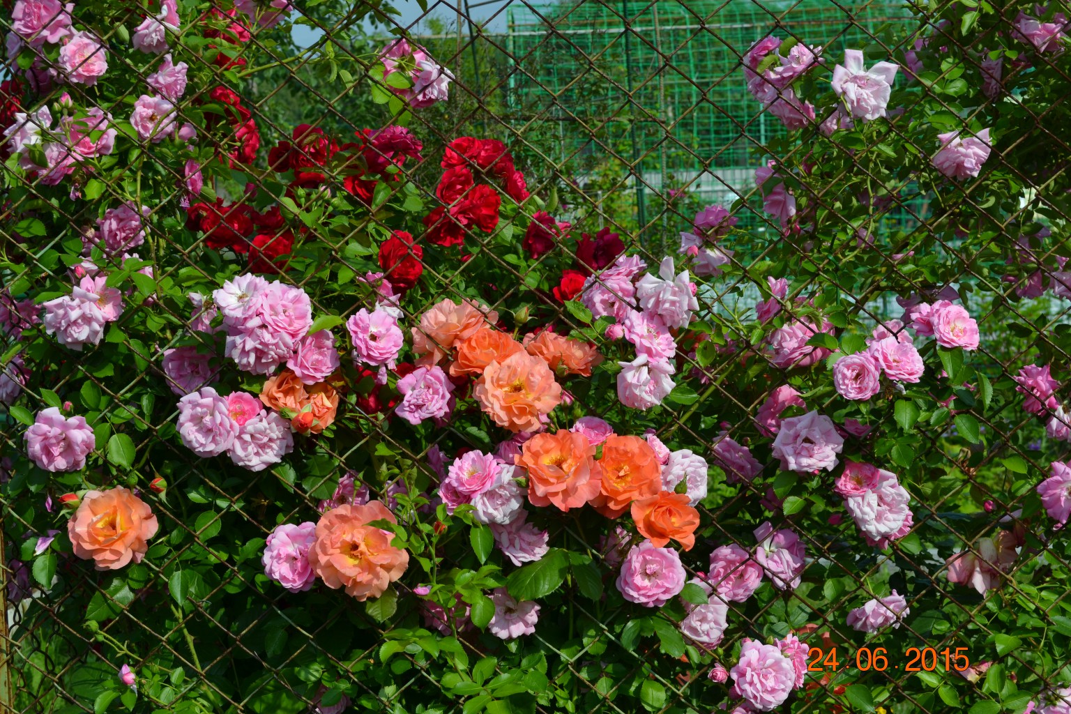DSC 0788.JPG