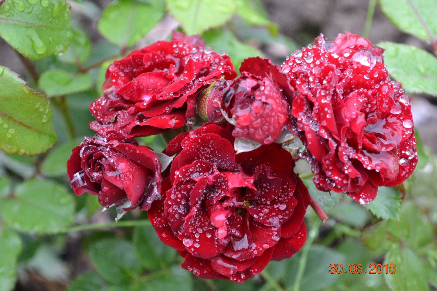 DSC 1005.JPG